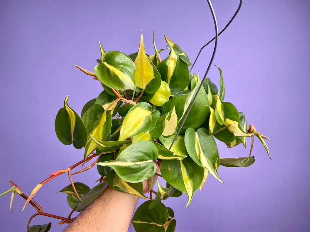 Philodendron "Brasil" - 6" - The Succulent City