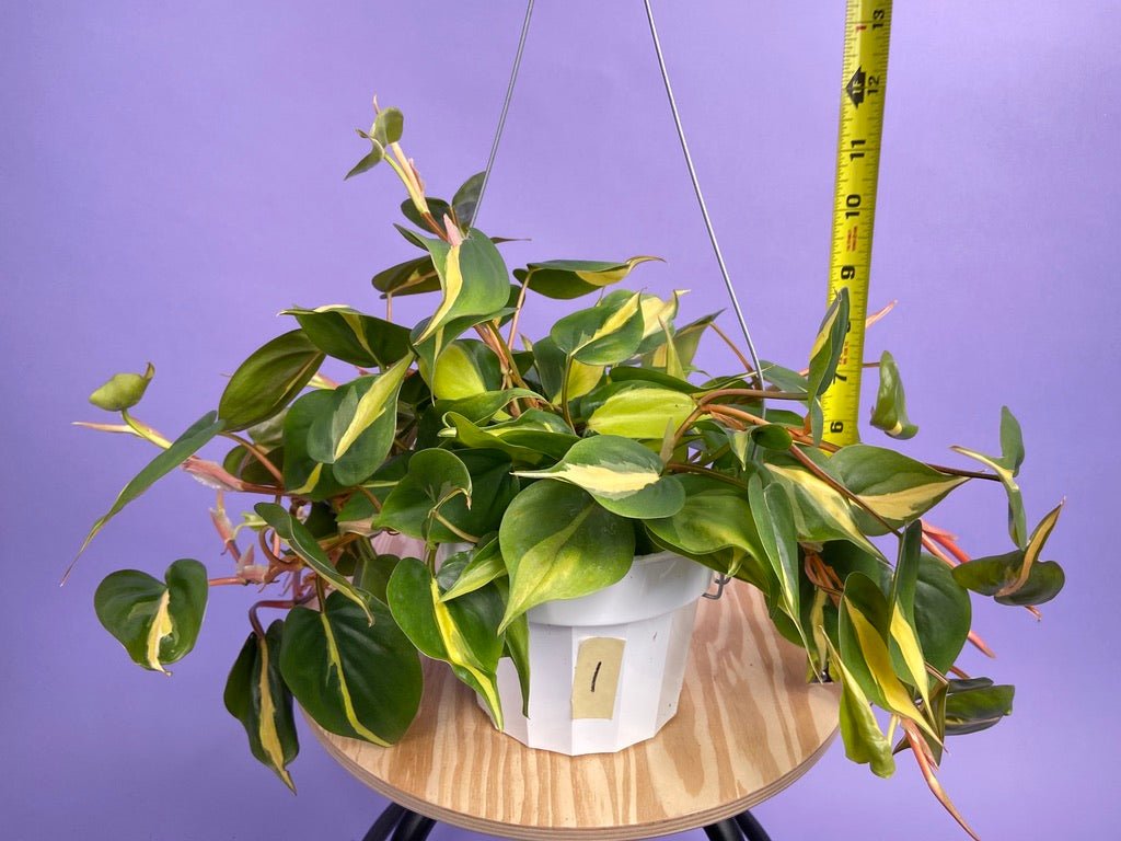 Philodendron "Brasil" - 6" - The Succulent City