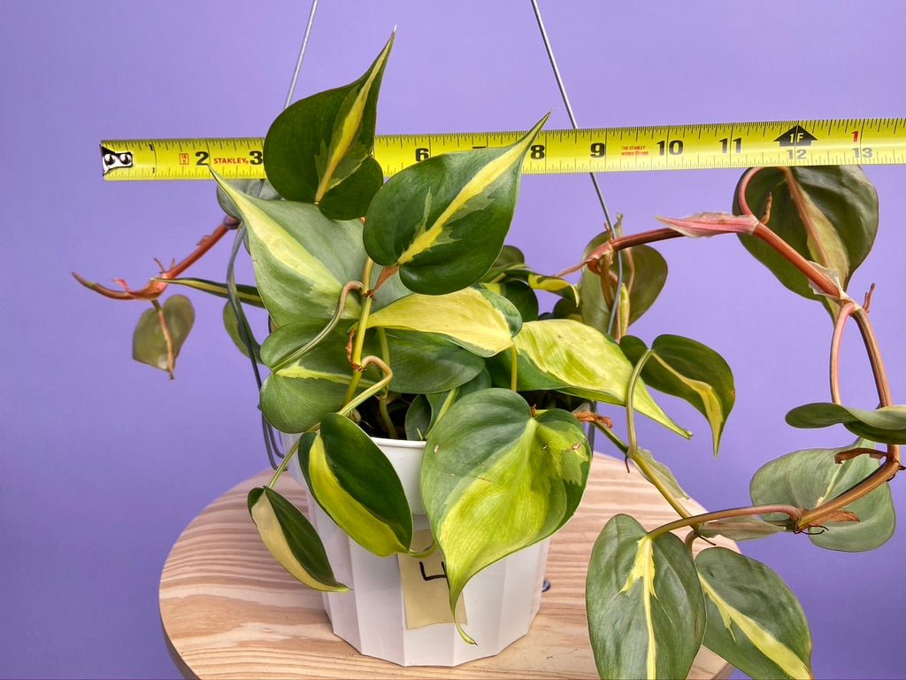 Philodendron "Brasil" - 6" - The Succulent City