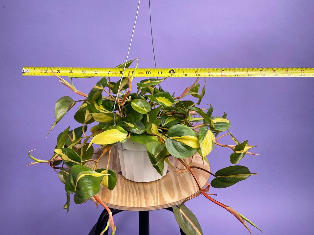 Philodendron "Brasil" - 6" - The Succulent City