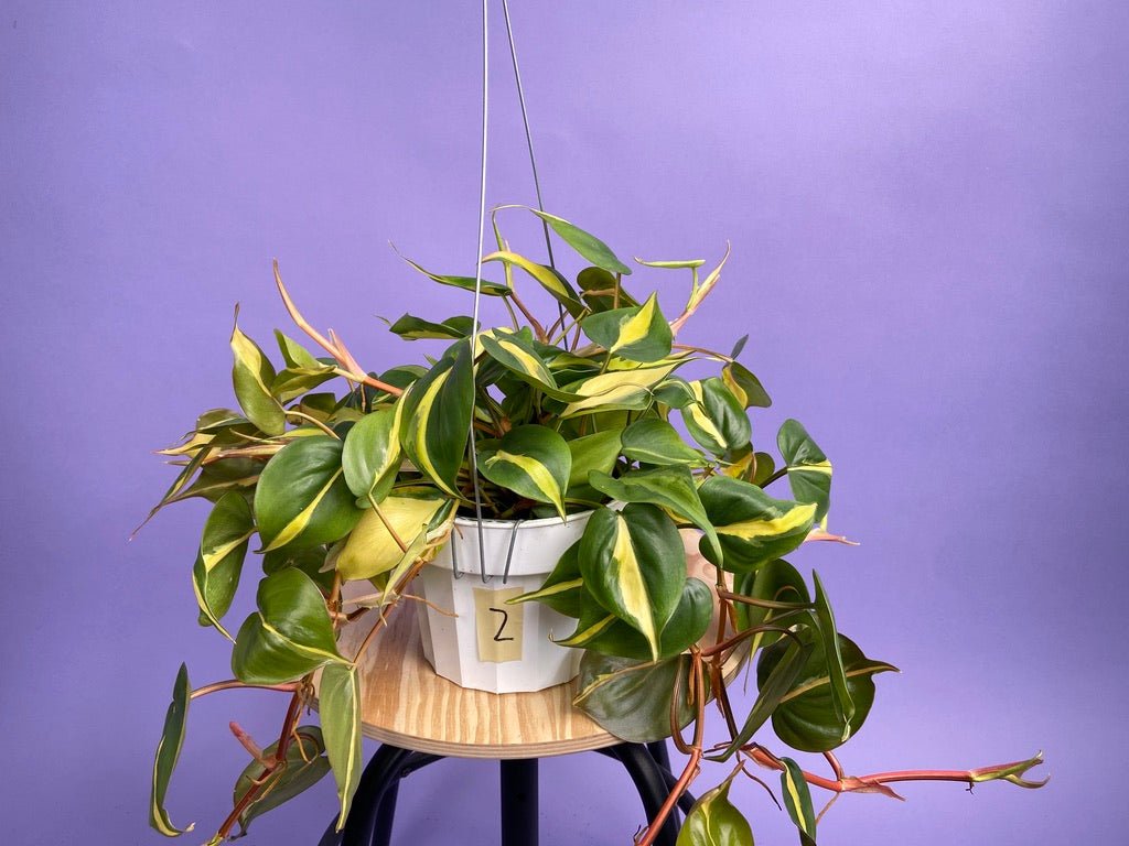 Philodendron "Brasil" - 6" - The Succulent City