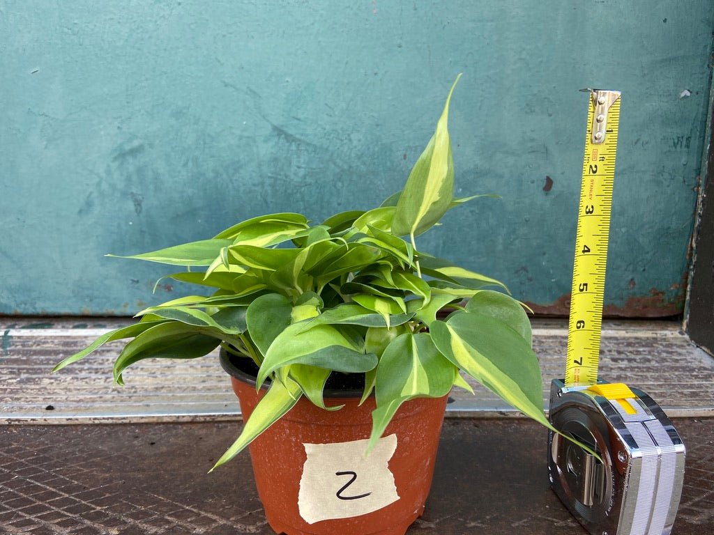 Philodendron "Brasil" - 6" - The Succulent City
