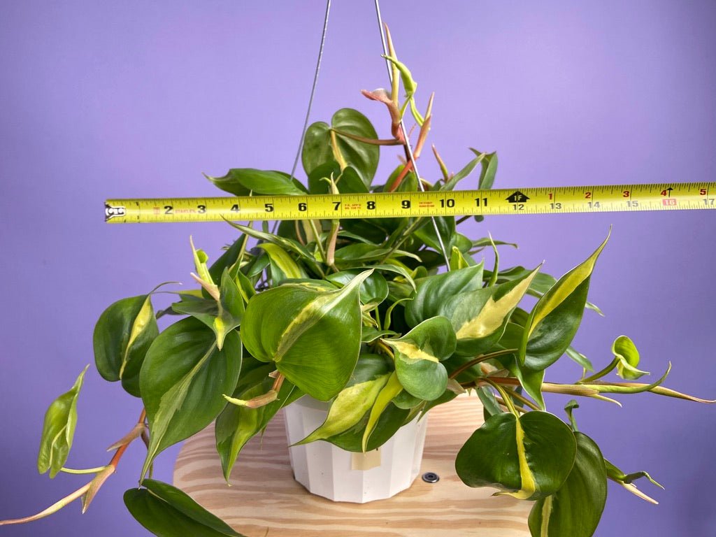 Philodendron "Brasil" - 6" - The Succulent City