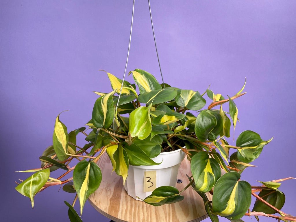Philodendron "Brasil" - 6" - The Succulent City