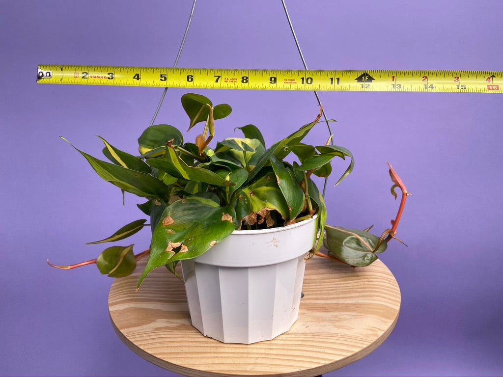 Philodendron "Brasil" - 6" - The Succulent City