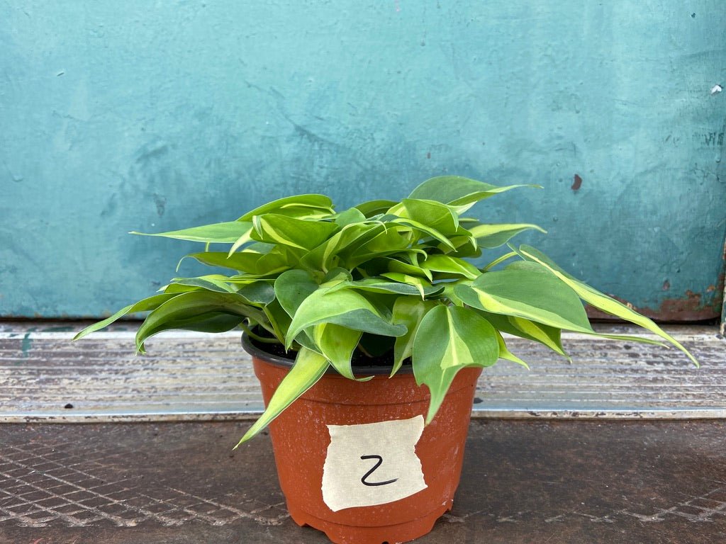 Philodendron "Brasil" - 6" - The Succulent City