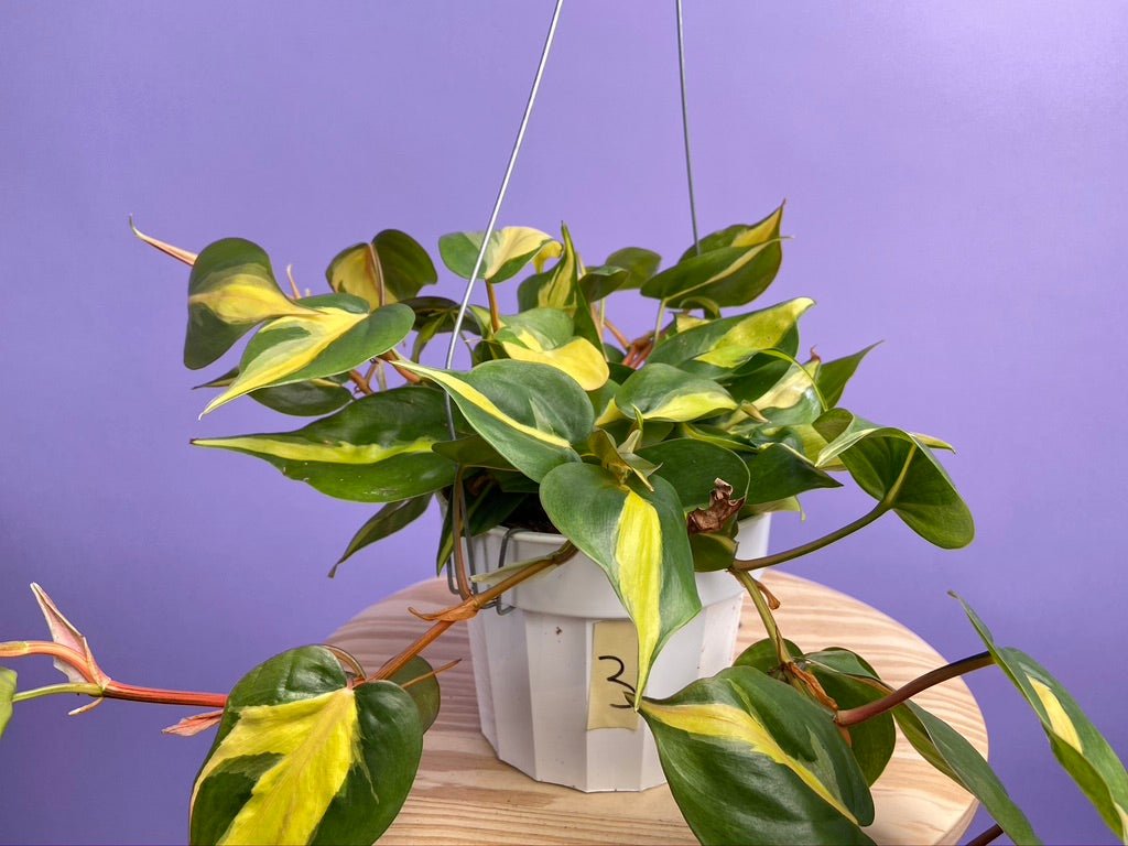 Philodendron "Brasil" - 6" - The Succulent City