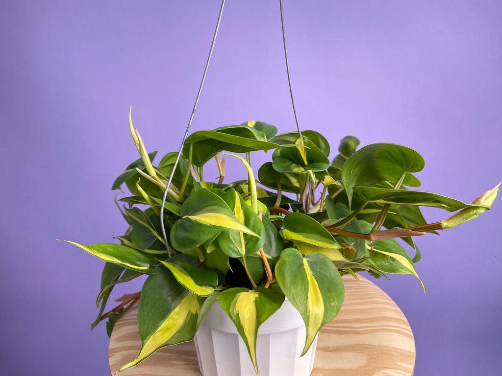 Philodendron "Brasil" - 6" - The Succulent City