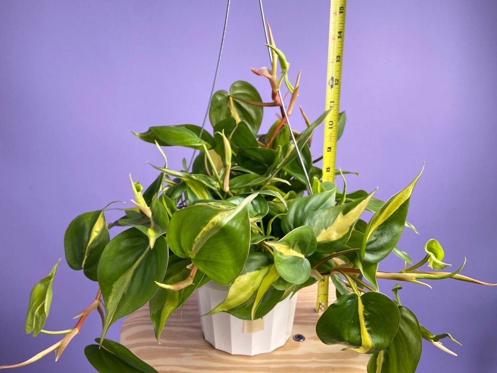 Philodendron "Brasil" - 6" - The Succulent City