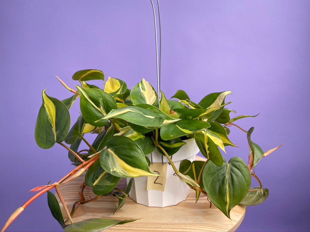 Philodendron "Brasil" - 6" - The Succulent City