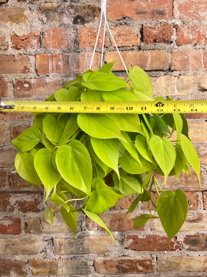 Philodendron "Neon" - 8" - The Succulent City