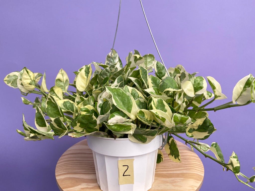 Pothos "N Joy" - 6" (Hanging) - The Succulent City