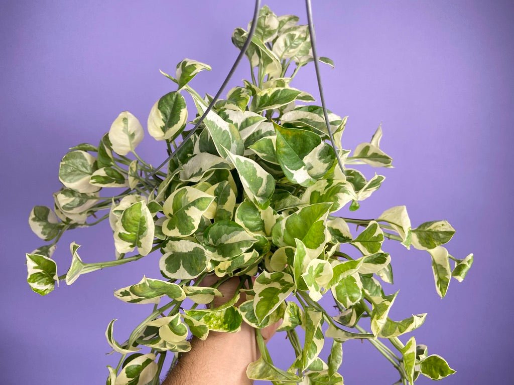Pothos "N Joy" - 6" (Hanging) - The Succulent City