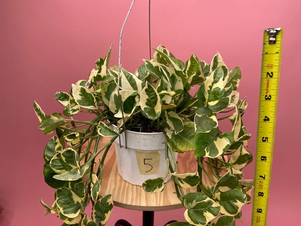 Pothos "N Joy" - 6" (Hanging) - The Succulent City
