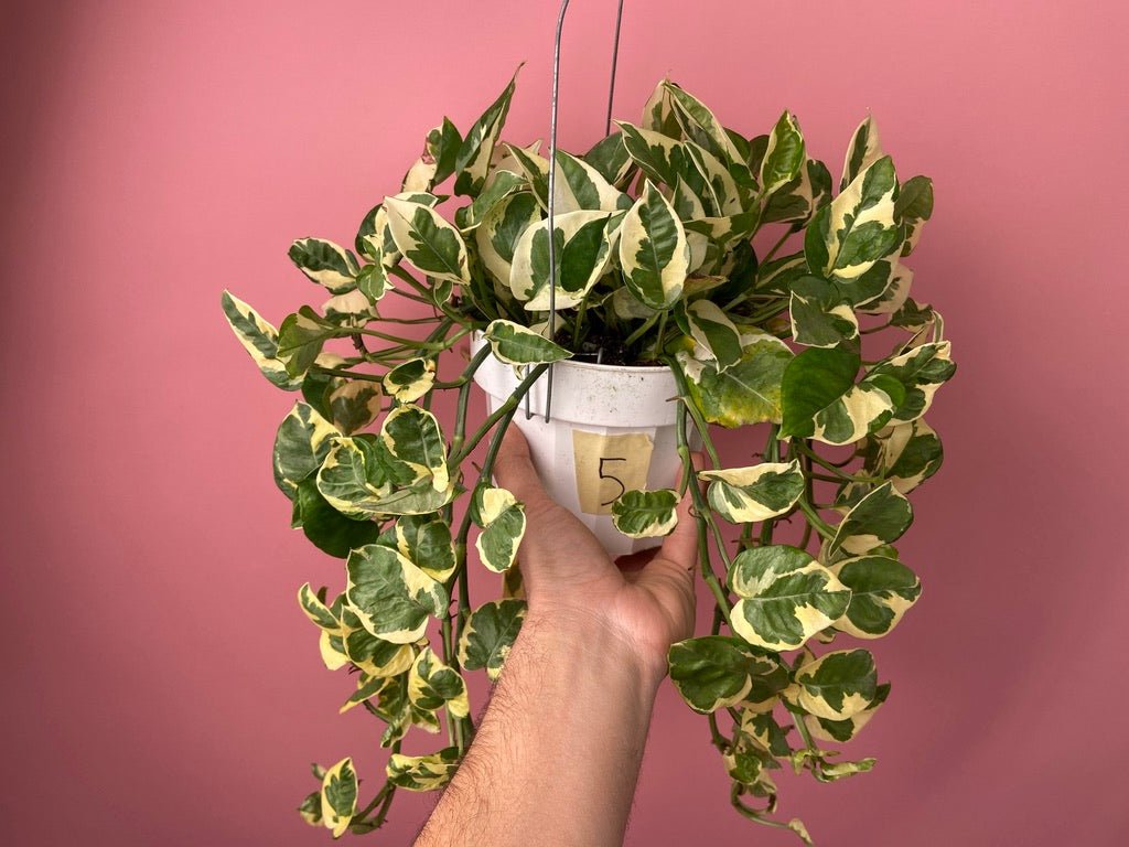 Pothos "N Joy" - 6" (Hanging) - The Succulent City