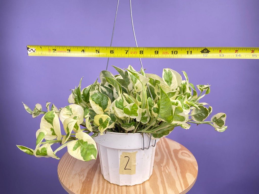Pothos "N Joy" - 6" (Hanging) - The Succulent City