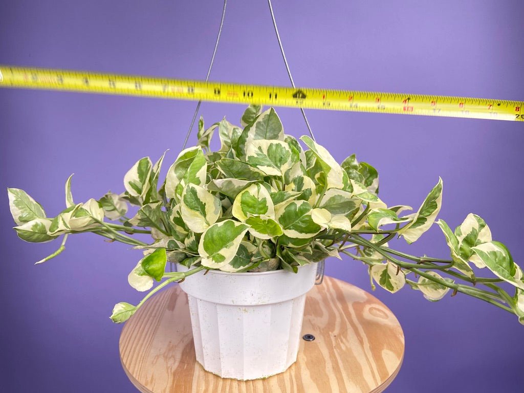 Pothos "N Joy" - 6" (Hanging) - The Succulent City