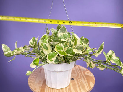 Pothos "N Joy" - 6" (Hanging) - The Succulent City