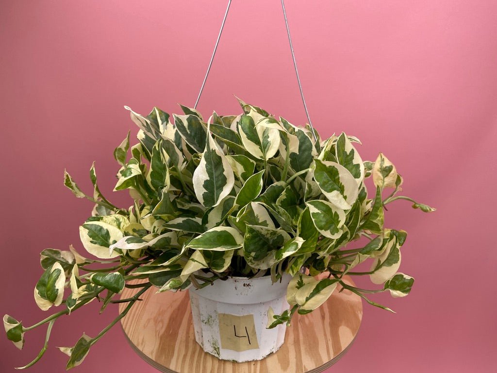 Pothos "N Joy" - 6" (Hanging) - The Succulent City
