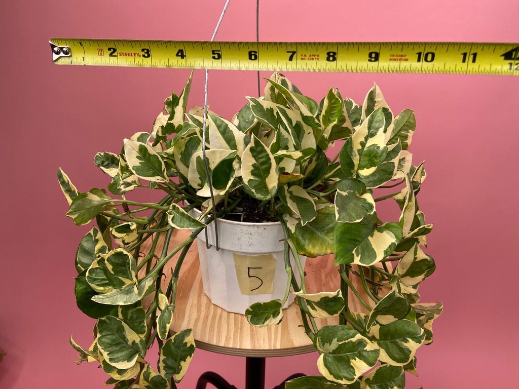 Pothos "N Joy" - 6" (Hanging) - The Succulent City