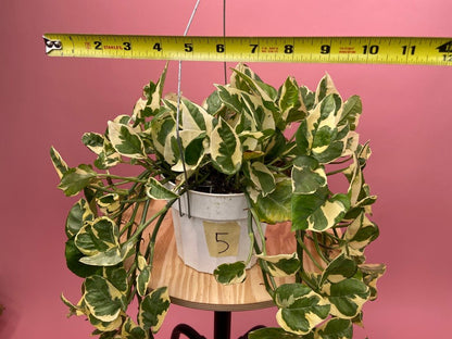 Pothos "N Joy" - 6" (Hanging) - The Succulent City