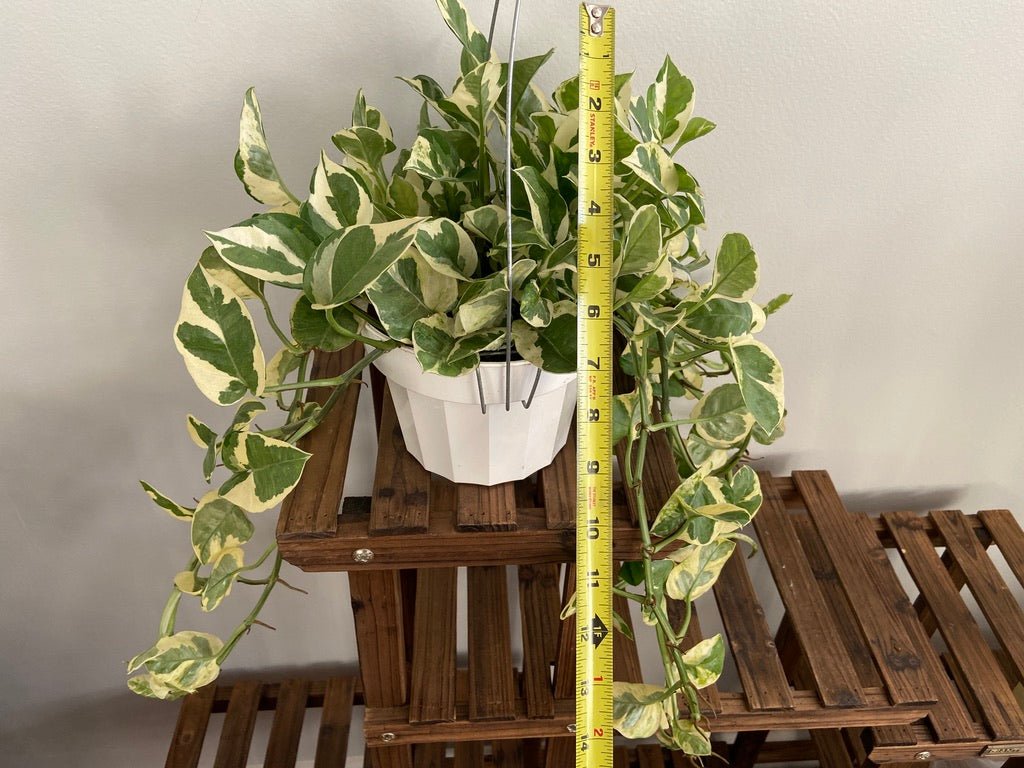 Pothos "N Joy" - 6" (Hanging) - The Succulent City