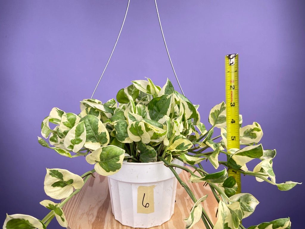 Pothos "N Joy" - 6" (Hanging) - The Succulent City