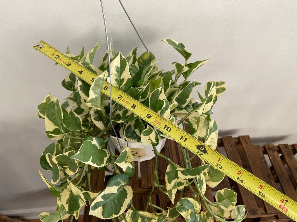 Pothos "N Joy" - 6" (Hanging) - The Succulent City