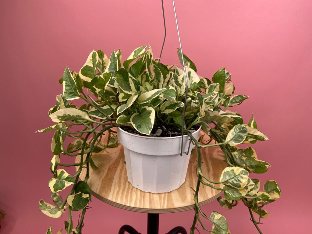 Pothos "N Joy" - 6" (Hanging) - The Succulent City