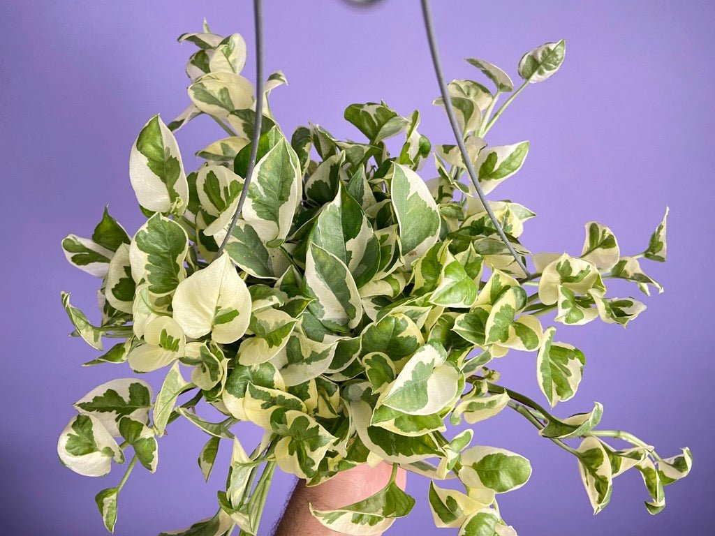 Pothos "N Joy" - 6" (Hanging) - The Succulent City
