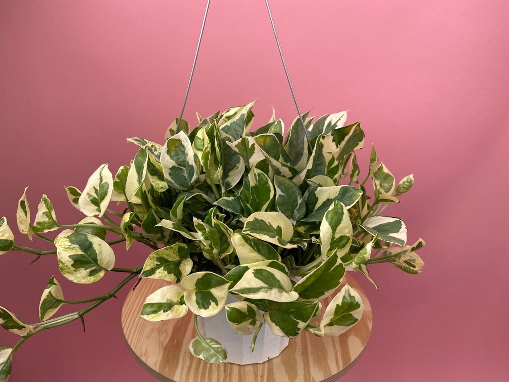 Pothos "N Joy" - 6" (Hanging) - The Succulent City