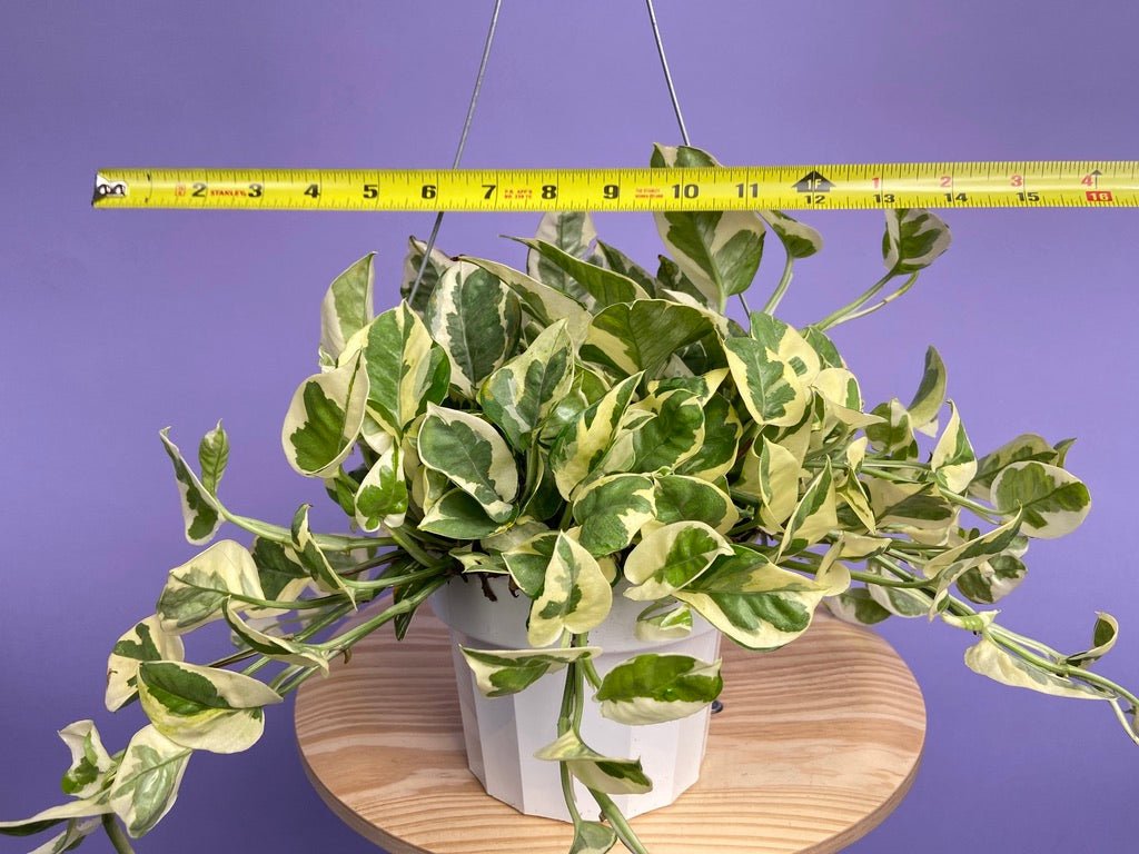 Pothos "N Joy" - 6" (Hanging) - The Succulent City