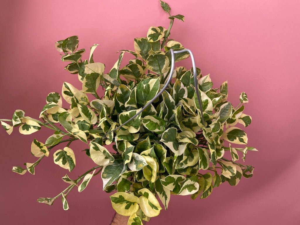 Pothos "N Joy" - 6" (Hanging) - The Succulent City