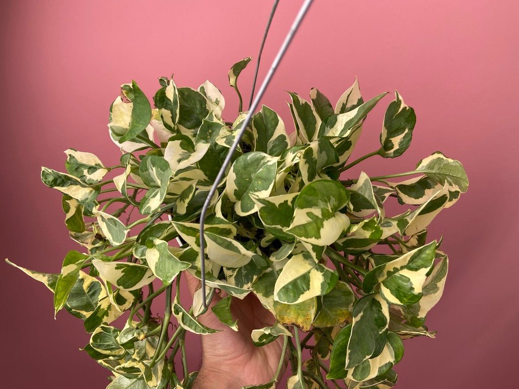 Pothos "N Joy" - 6" (Hanging) - The Succulent City