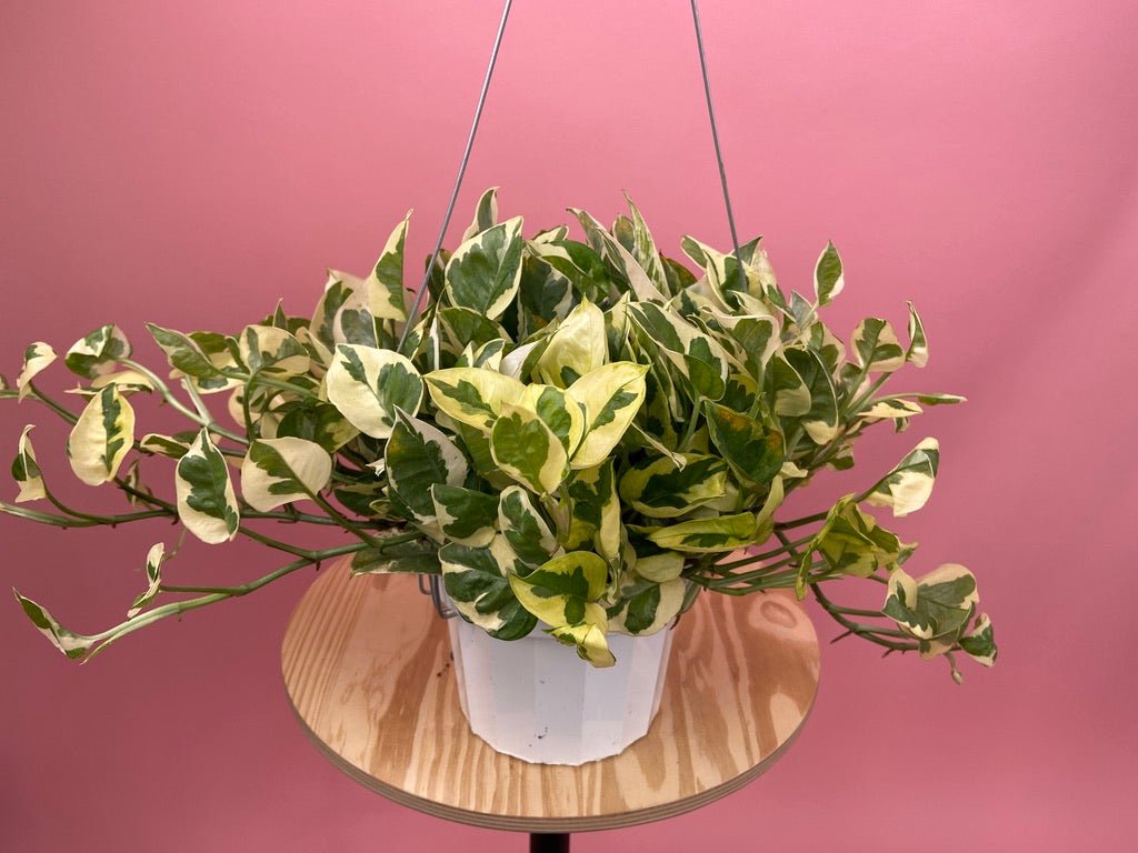 Pothos "N Joy" - 6" (Hanging) - The Succulent City