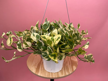 Pothos "N Joy" - 6" (Hanging) - The Succulent City