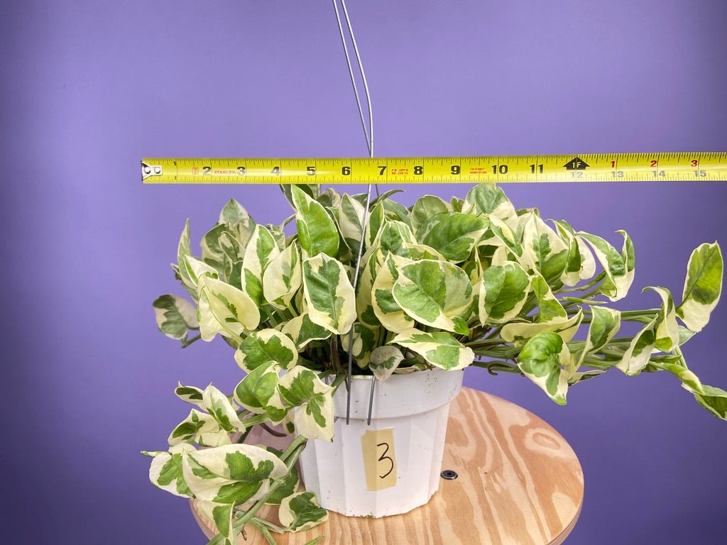 Pothos "N Joy" - 6" (Hanging) - The Succulent City