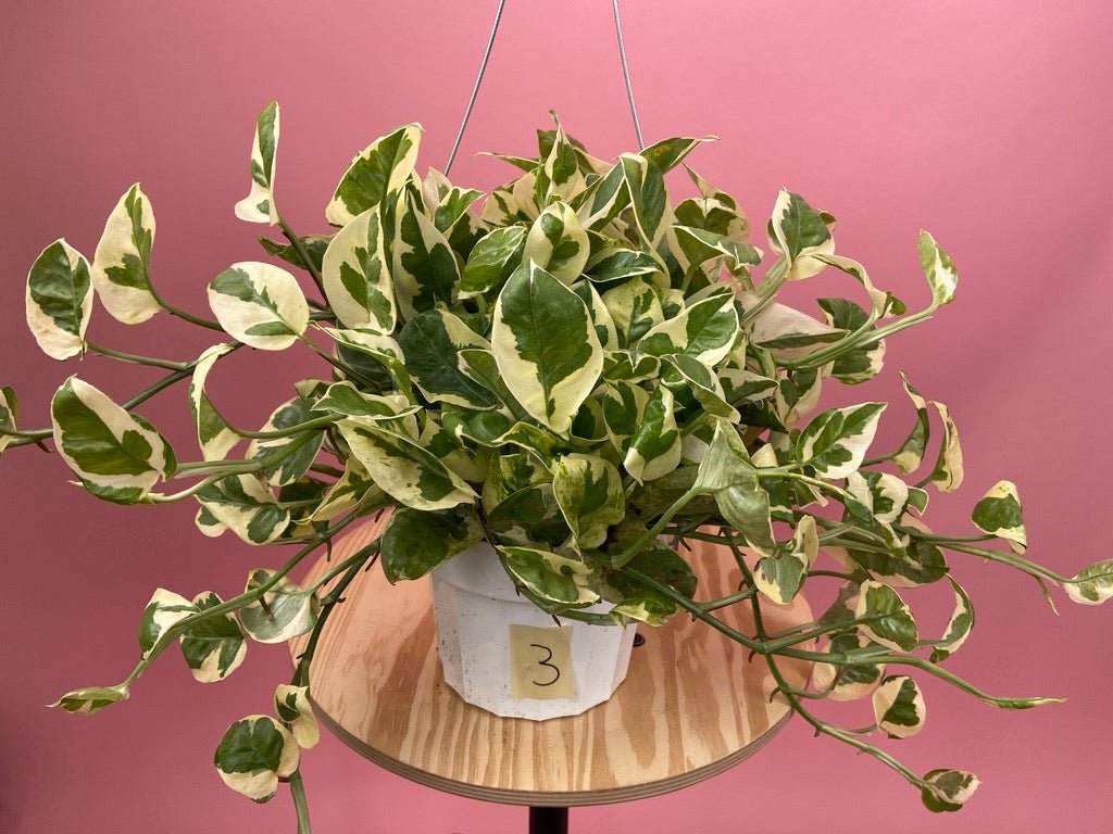 Pothos "N Joy" - 6" (Hanging) - The Succulent City