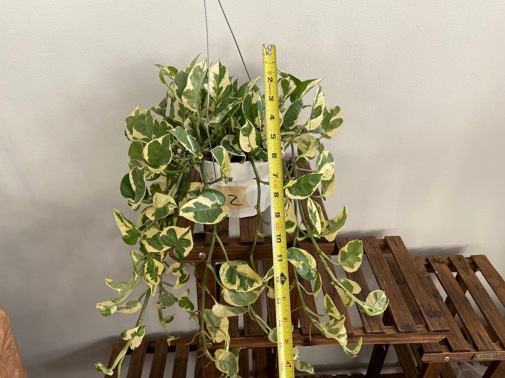 Pothos "N Joy" - 6" (Hanging) - The Succulent City