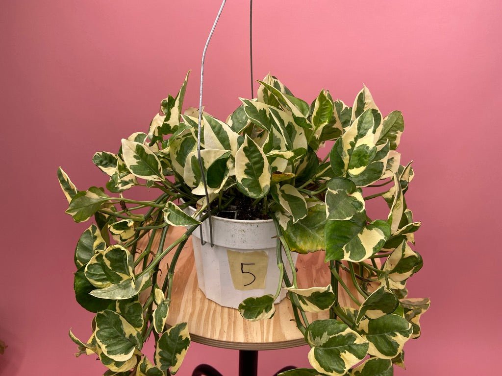 Pothos "N Joy" - 6" (Hanging) - The Succulent City