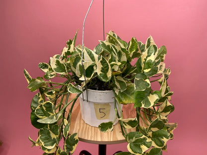 Pothos "N Joy" - 6" (Hanging) - The Succulent City