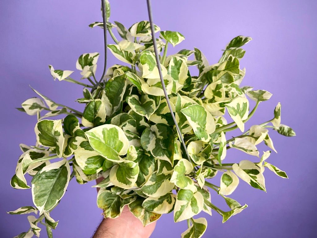 Pothos "N Joy" - 6" (Hanging) - The Succulent City