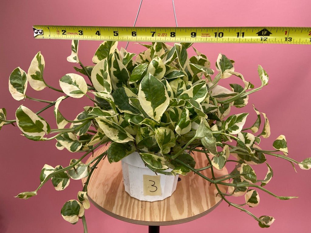 Pothos "N Joy" - 6" (Hanging) - The Succulent City
