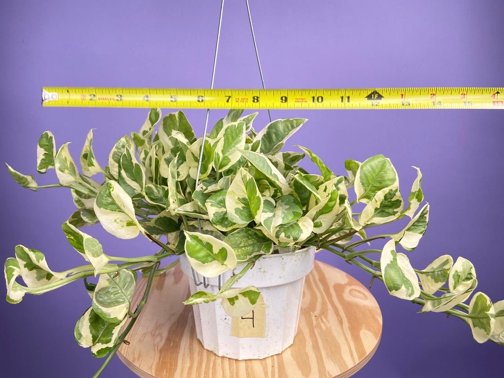 Pothos "N Joy" - 6" (Hanging) - The Succulent City