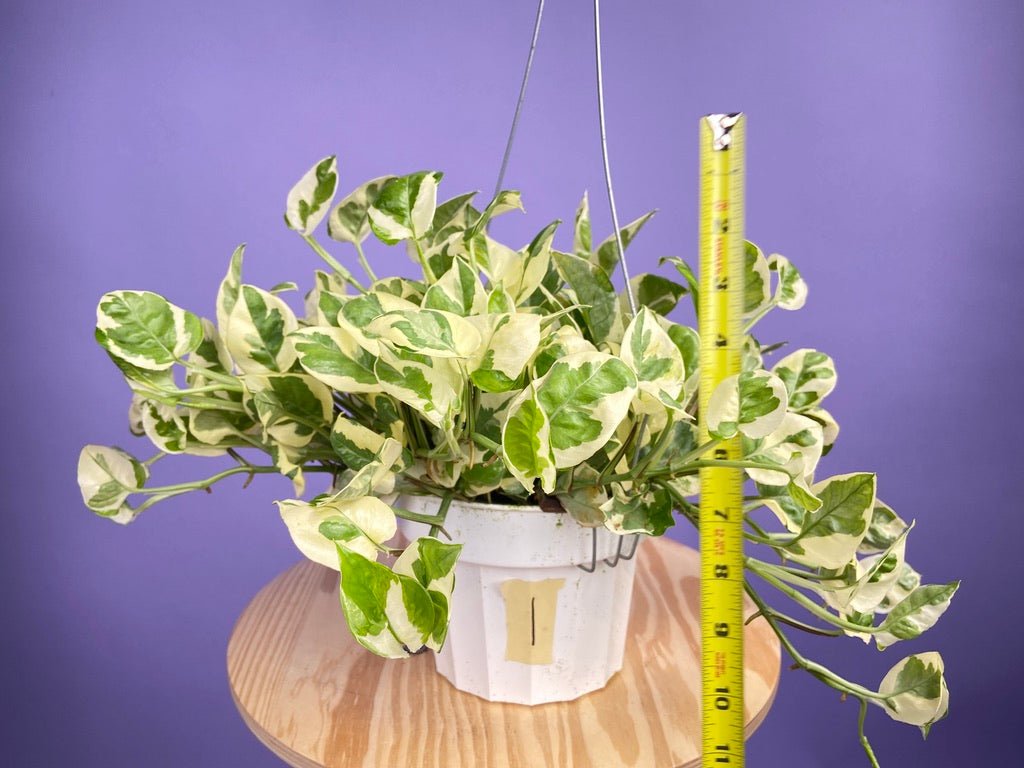 Pothos "N Joy" - 6" (Hanging) - The Succulent City