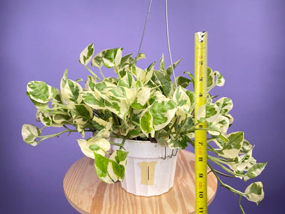 Pothos "N Joy" - 6" (Hanging) - The Succulent City