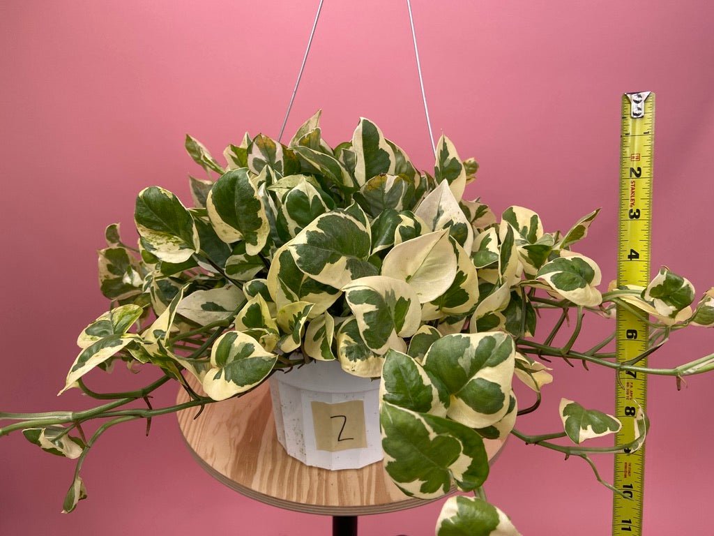 Pothos "N Joy" - 6" (Hanging) - The Succulent City