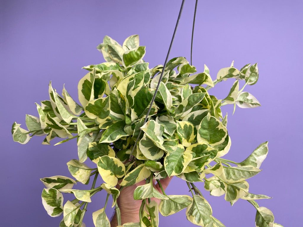 Pothos "N Joy" - 6" (Hanging) - The Succulent City