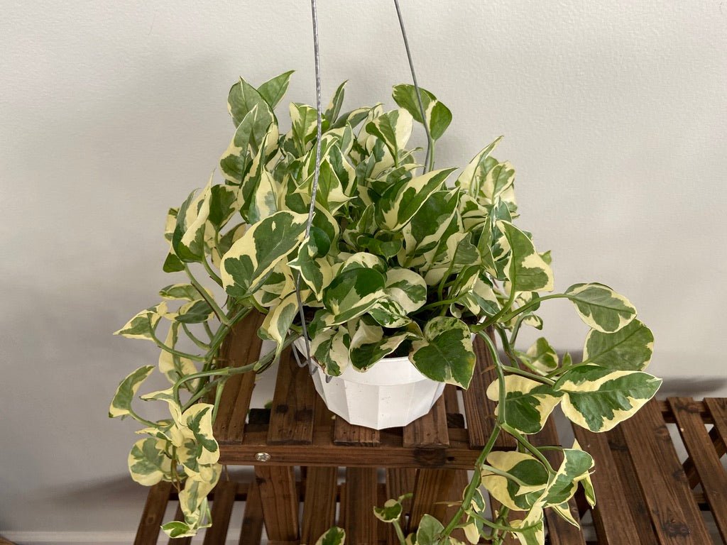 Pothos "N Joy" - 6" (Hanging) - The Succulent City