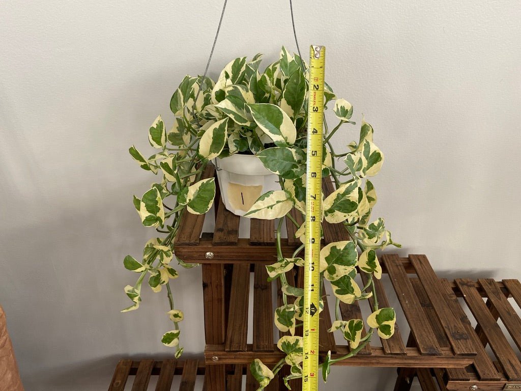 Pothos "N Joy" - 6" (Hanging) - The Succulent City